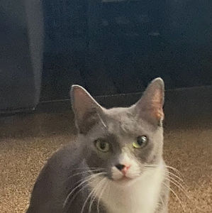 Meet your Posher, Lupe